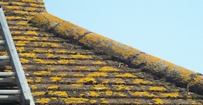 Leatherhead roof before cleaning and moss removal